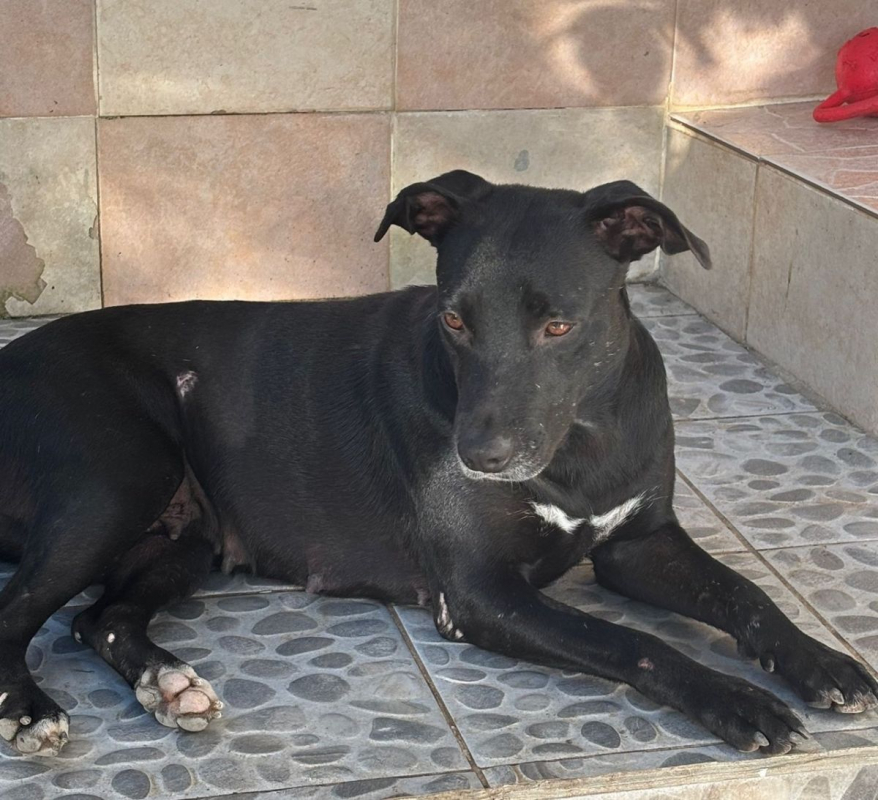 Photo #3 de NALLA, Femelle Croisée Labrador