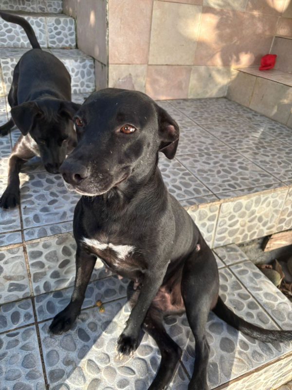 Photo #4 de NALLA, Femelle Croisée Labrador