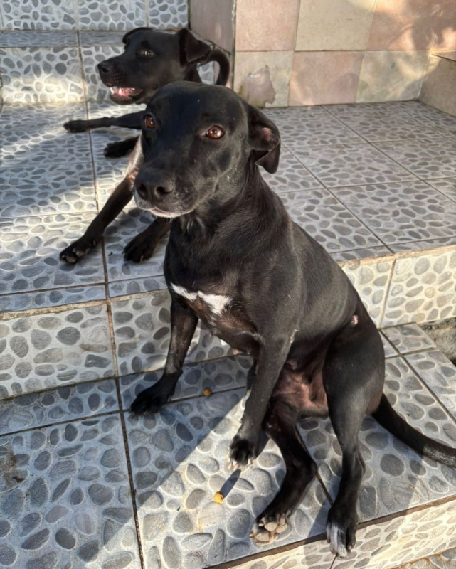 Photo #5 de NALLA, Femelle Croisée Labrador