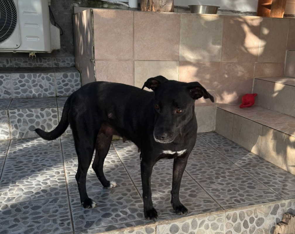 Photo #6 de NALLA, Femelle Croisée Labrador