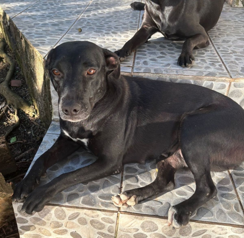 Photo #1 de NALLA, Femelle Croisée Labrador