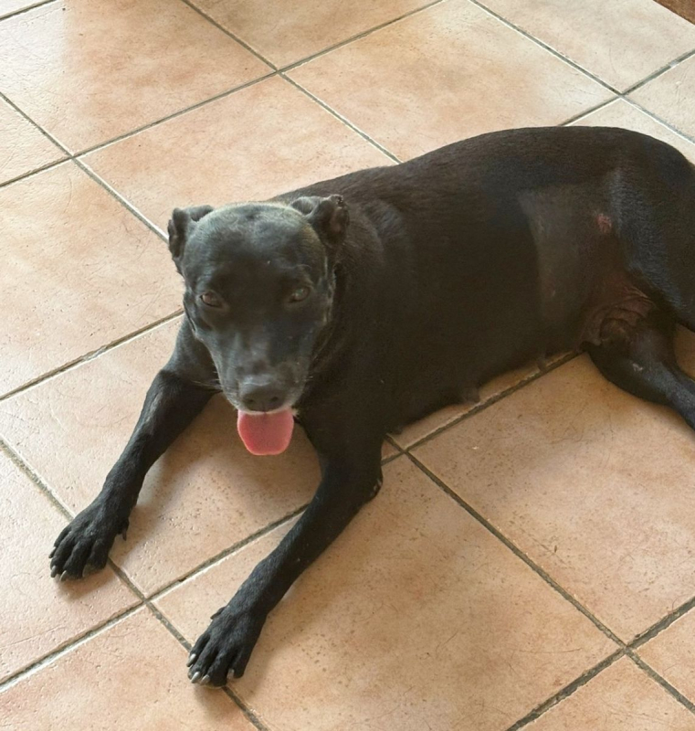 Photo #7 de NALLA, Femelle Croisée Labrador