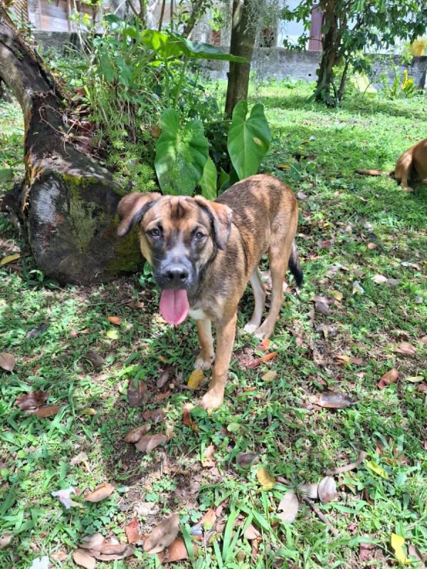 Photo #2 de NAMEA, chiot Berger Créole femelle