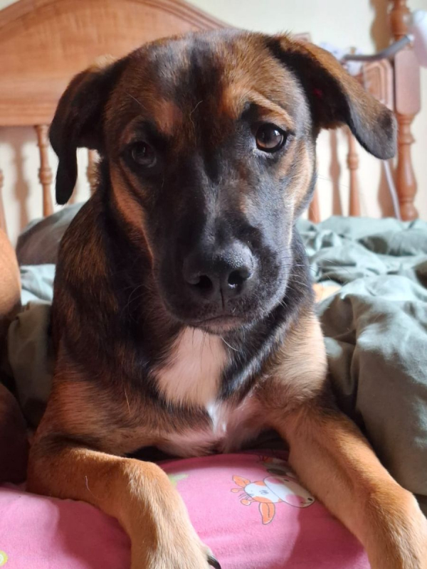 Photo #3 de NAMEA, chiot Berger Créole femelle