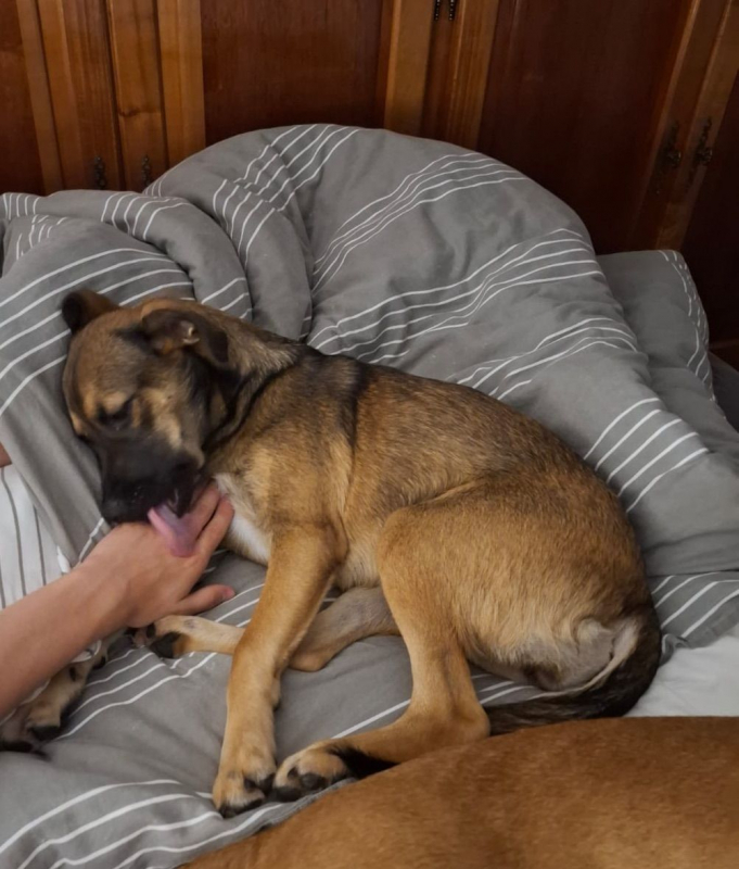 Photo #4 de NAMEA, chiot Berger Créole femelle