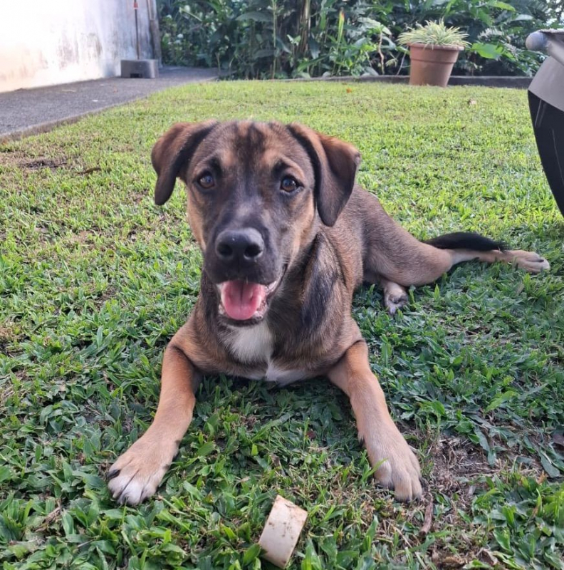 Photo #1 de NAMEA, chiot Berger Créole femelle