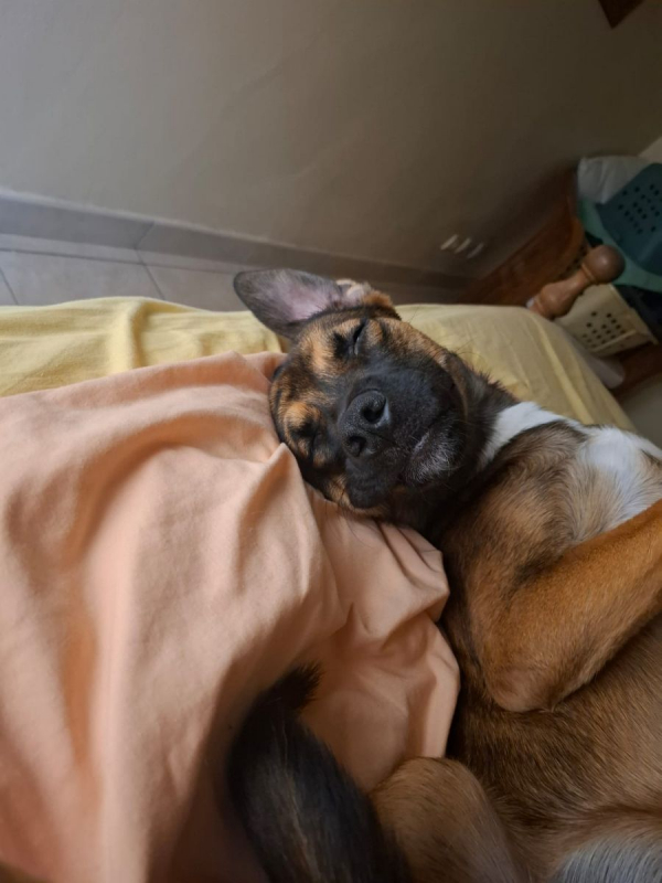 Photo #5 de NAMEA, chiot Berger Créole femelle