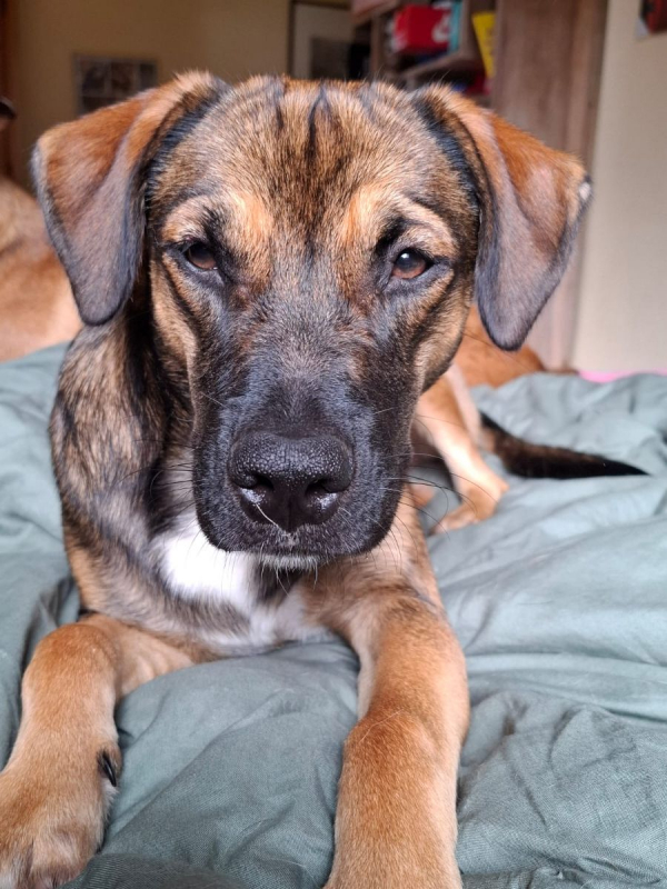 Photo #6 de NAMEA, chiot Berger Créole femelle