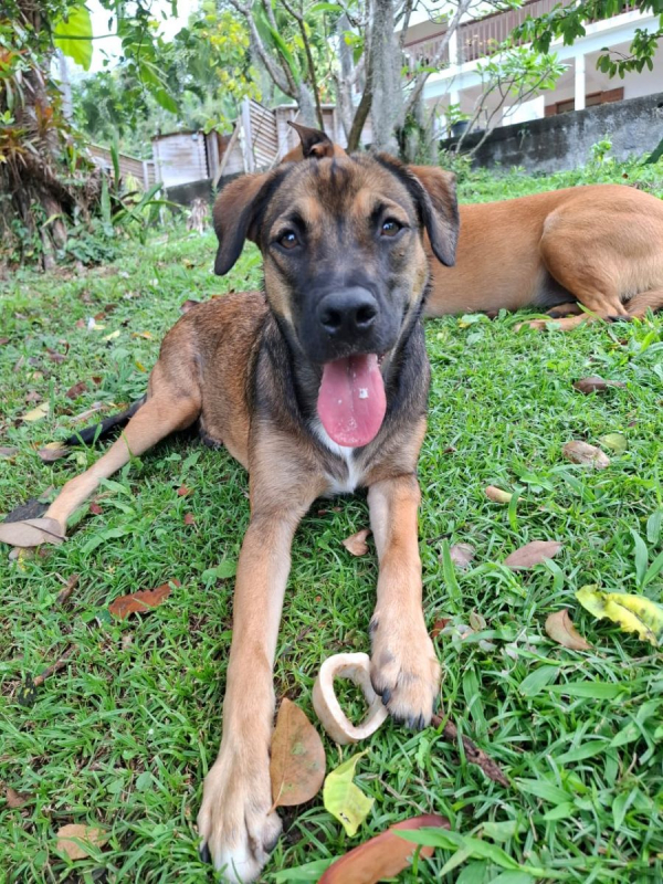 Photo #7 de NAMEA, chiot Berger Créole femelle