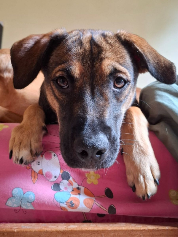 Photo #8 de NAMEA, chiot Berger Créole femelle