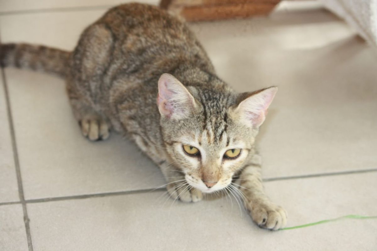 Photo #2 de RAYA, chaton femelle européen