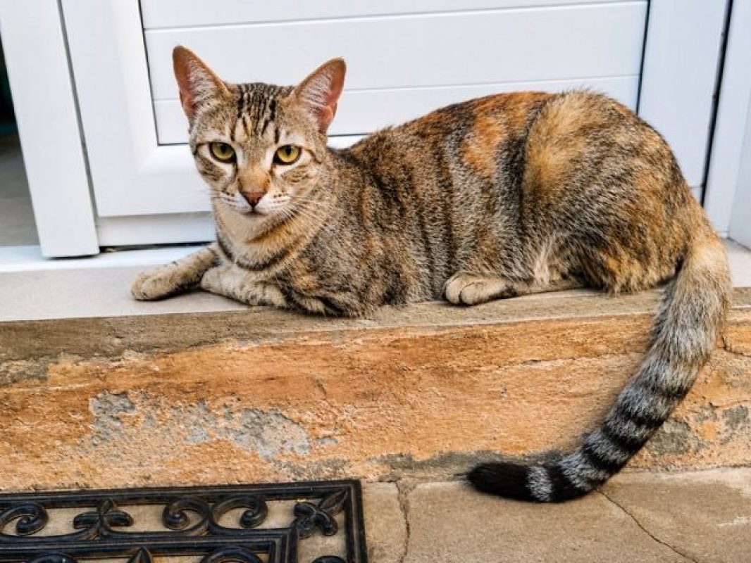 RAYA - Chat à adopter - photo 8