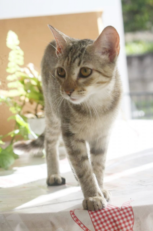 Photo #3 de RAYA, chaton femelle européen