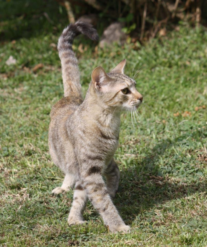 Photo #4 de RAYA, chaton femelle européen