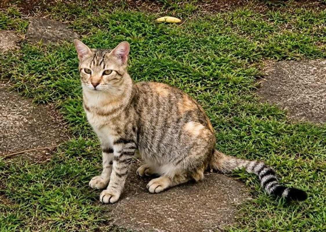 RAYA - Chat à adopter - photo 4