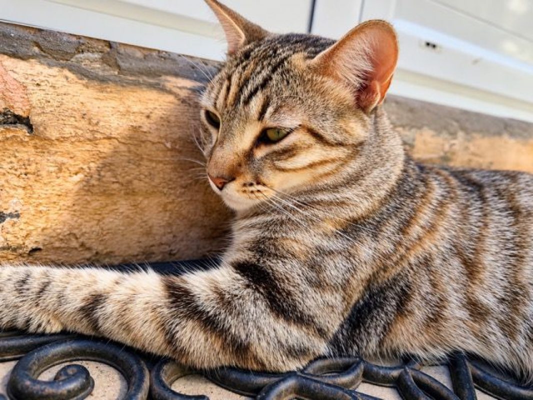 RAYA - Chat à adopter