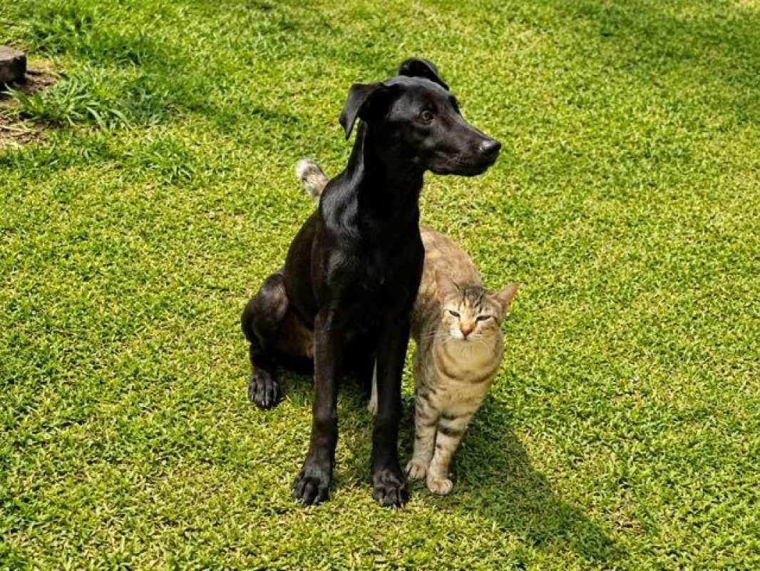 RAYA - Chat à adopter - photo 7