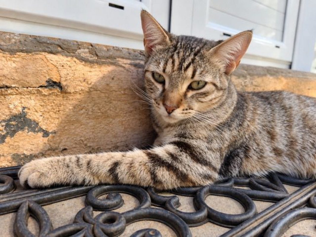 RAYA - Chat à adopter - photo 2