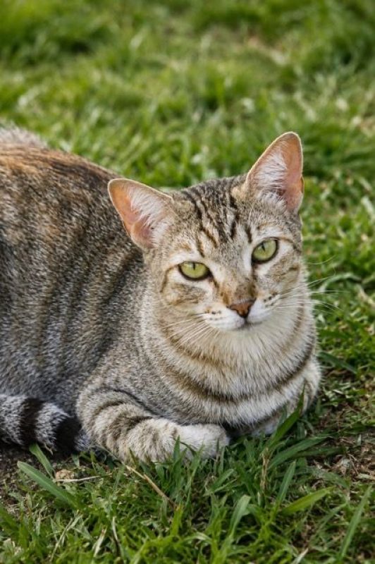 RAYA - Chat à adopter - photo 4