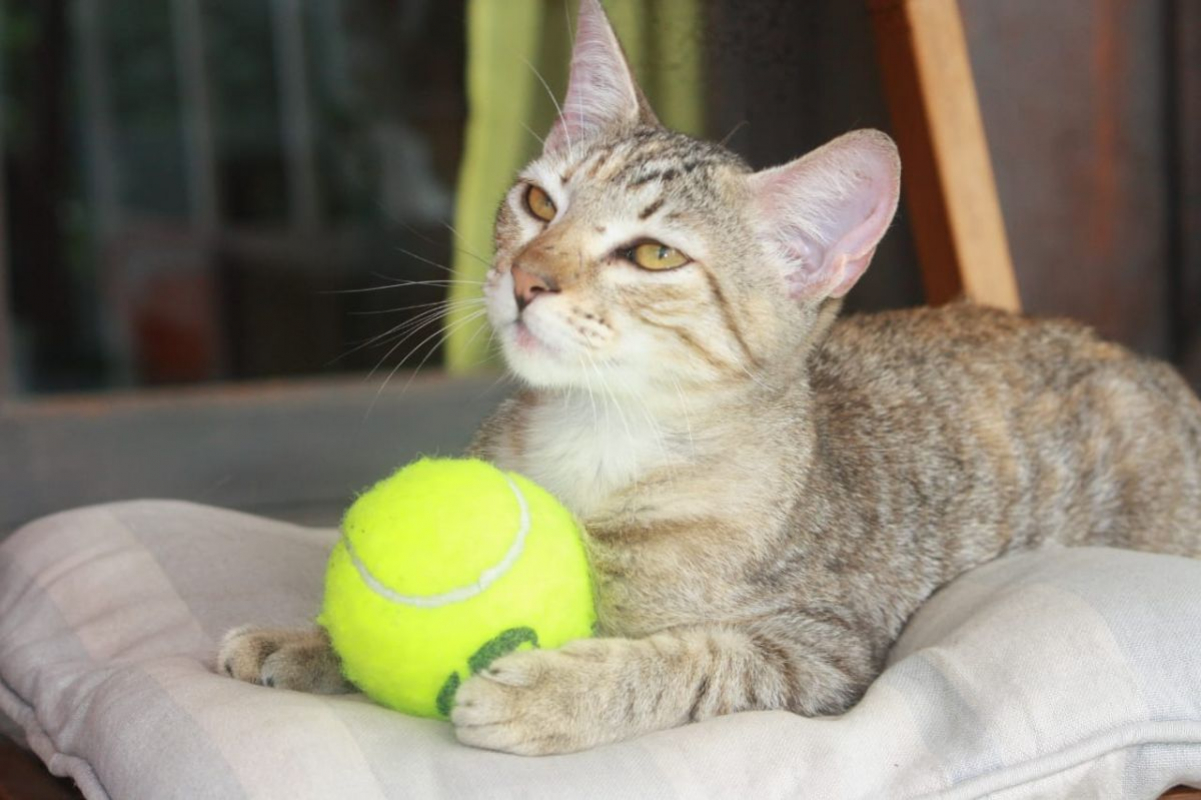 Photo #1 de RAYA, chaton femelle européen