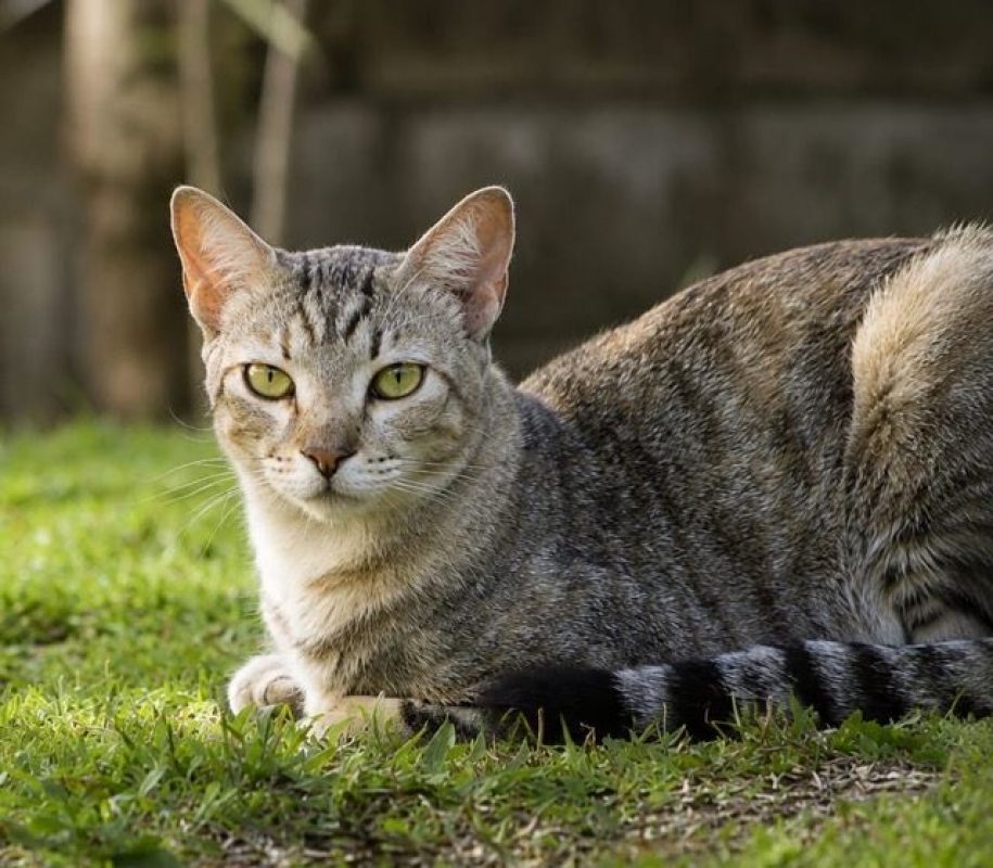 RAYA - Chat à adopter