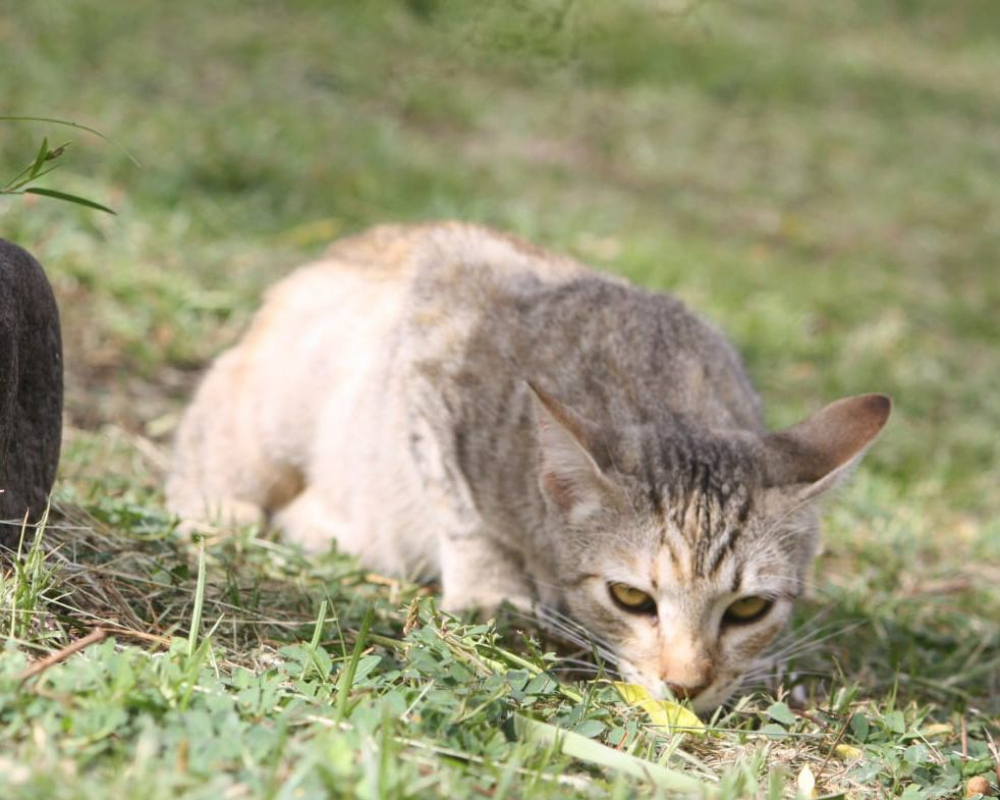 Photo #5 de RAYA, chaton femelle européen