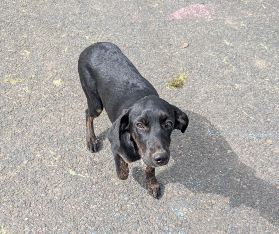 Photo #1 de ALOE, chiot Berger Créole, femelle