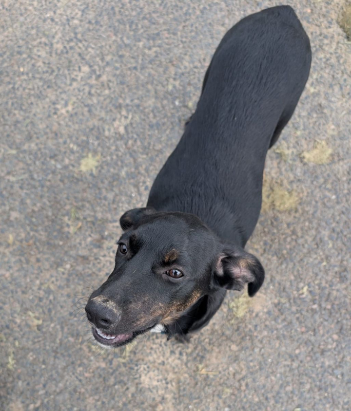 Photo #2 de ALOE, chiot Berger Créole, femelle