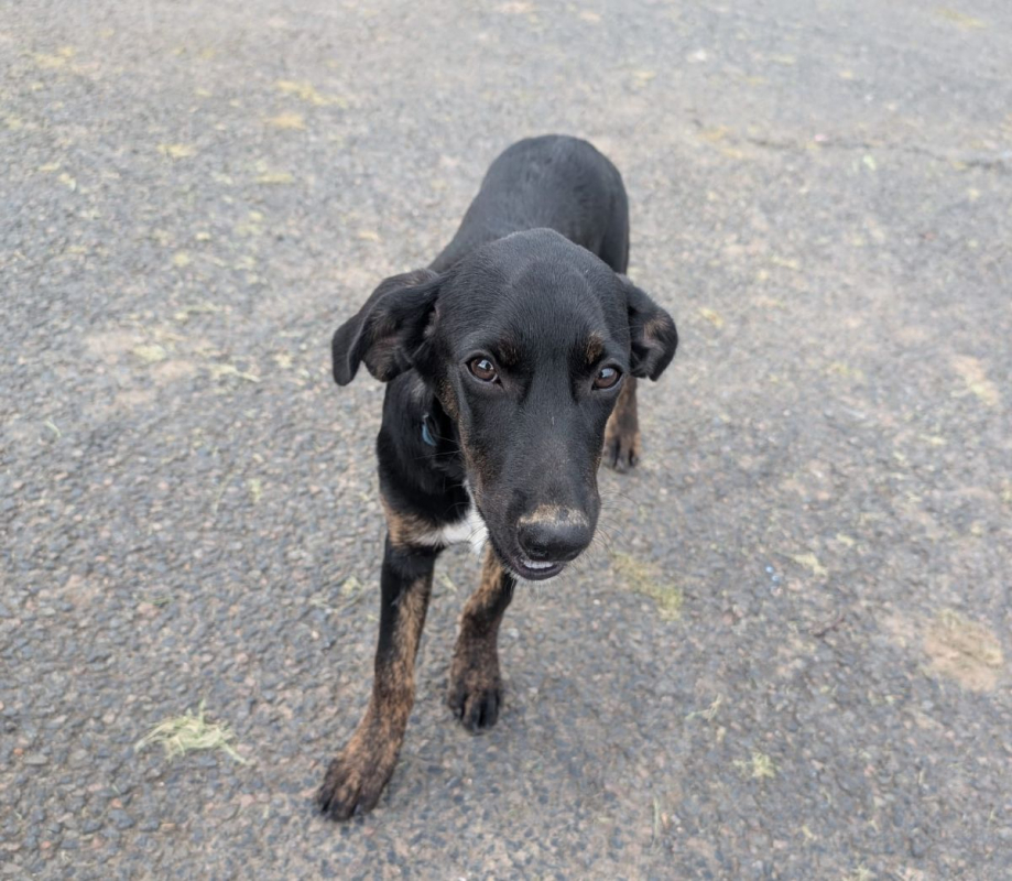 Photo #3 de ALOE, chiot Berger Créole, femelle