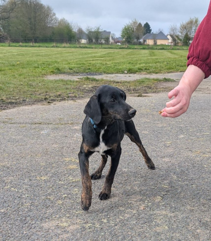 Photo #4 de ALOE, chiot Berger Créole, femelle