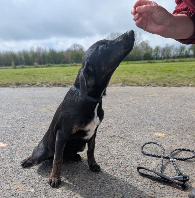 Photo #5 de ALOE, chiot Berger Créole, femelle