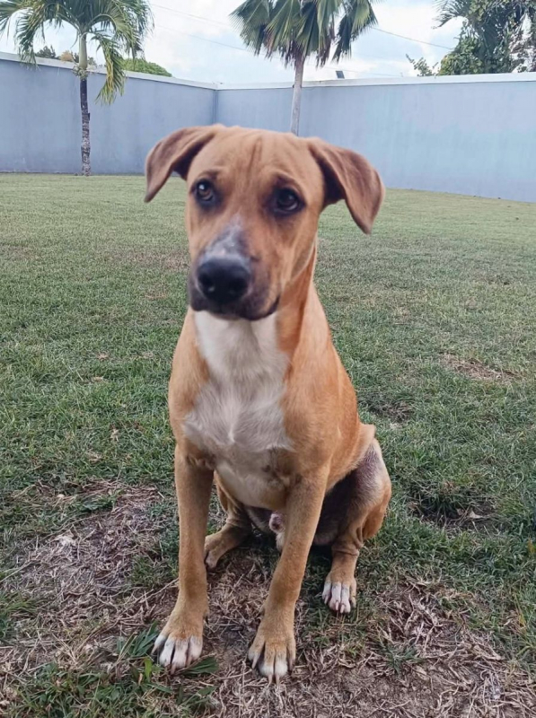 Photo #1 de ATCHI, Mâle junior Berger Créole