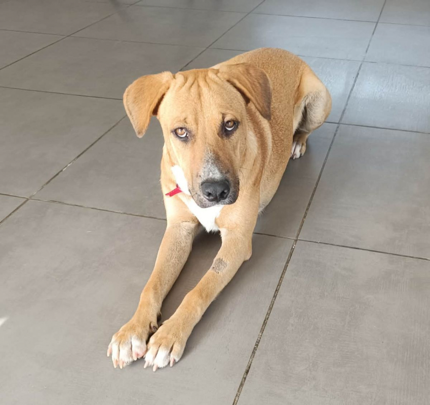 Photo #2 de ATCHI, Mâle junior Berger Créole