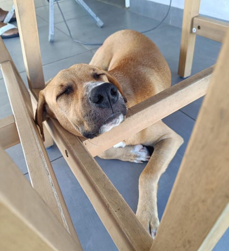 Photo #3 de ATCHI, Mâle junior Berger Créole