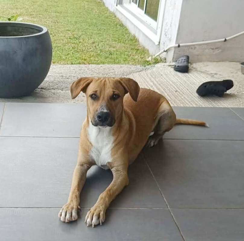 Photo #4 de ATCHI, Mâle junior Berger Créole