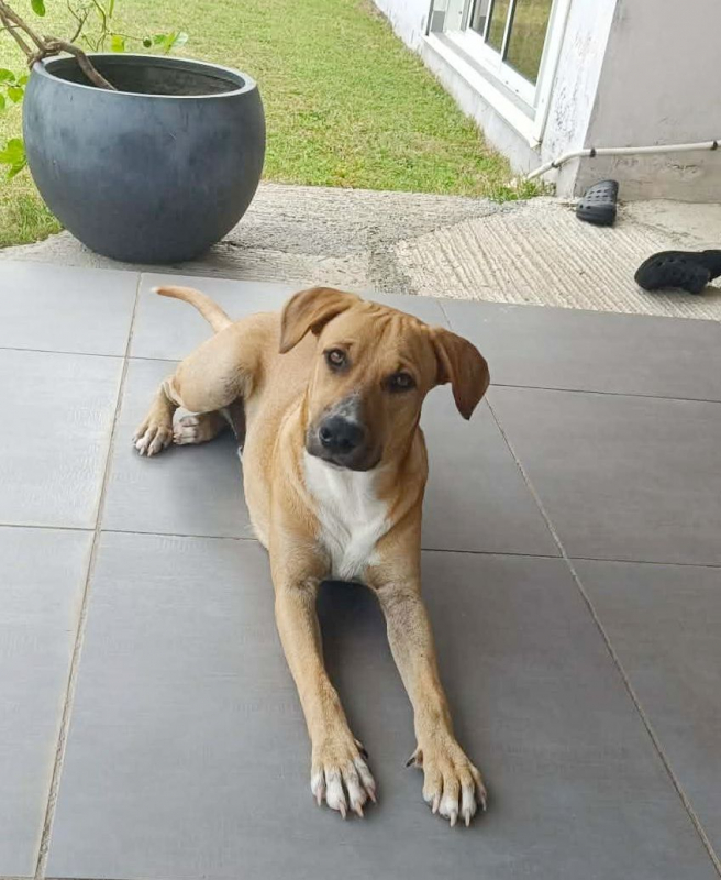 Photo #5 de ATCHI, Mâle junior Berger Créole