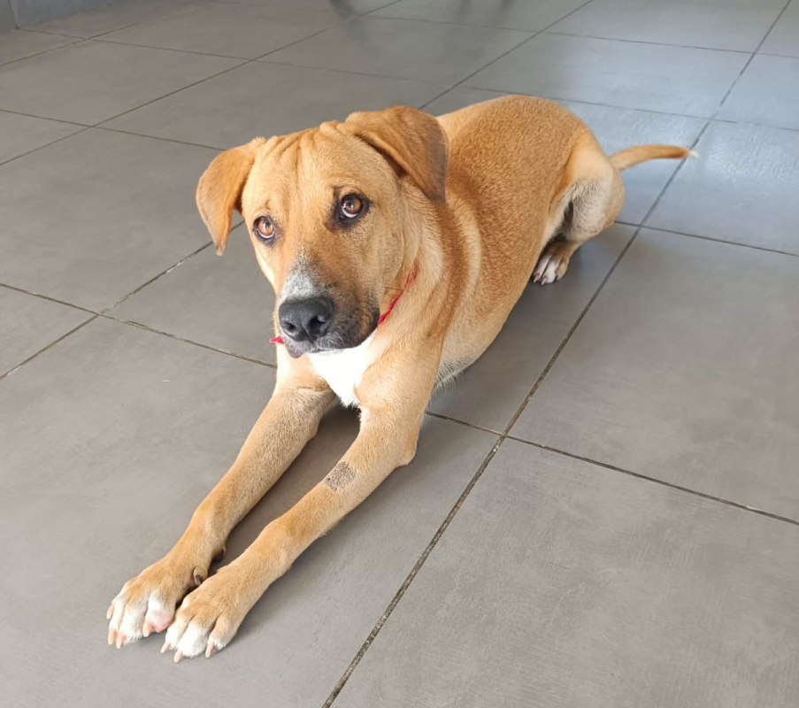 Photo #6 de ATCHI, Mâle junior Berger Créole