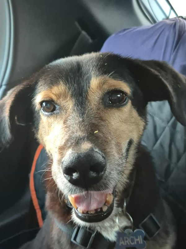 Photo #2 de BOLT,  Chien adulte Berger Créole - panier retraite