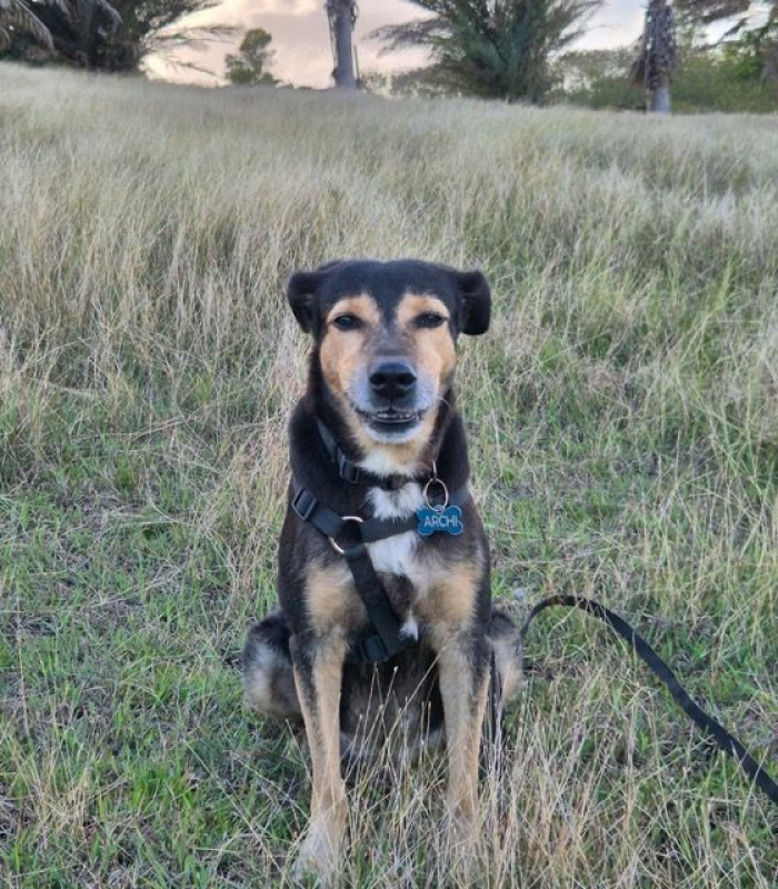 Photo #3 de BOLT,  Chien adulte Berger Créole - panier retraite