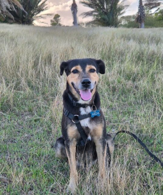 Photo #4 de BOLT,  Chien adulte Berger Créole - panier retraite