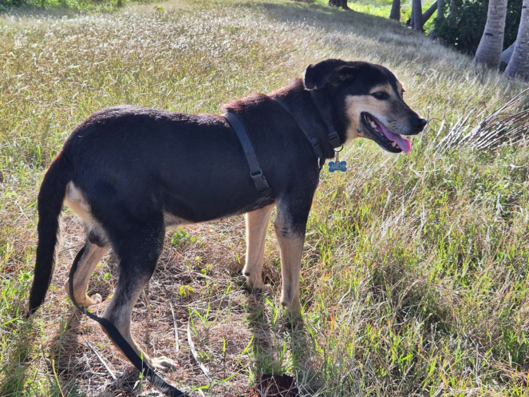 Photo #5 de BOLT,  Chien adulte Berger Créole - panier retraite