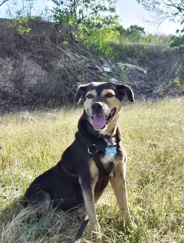 Photo #6 de BOLT,  Chien adulte Berger Créole - panier retraite