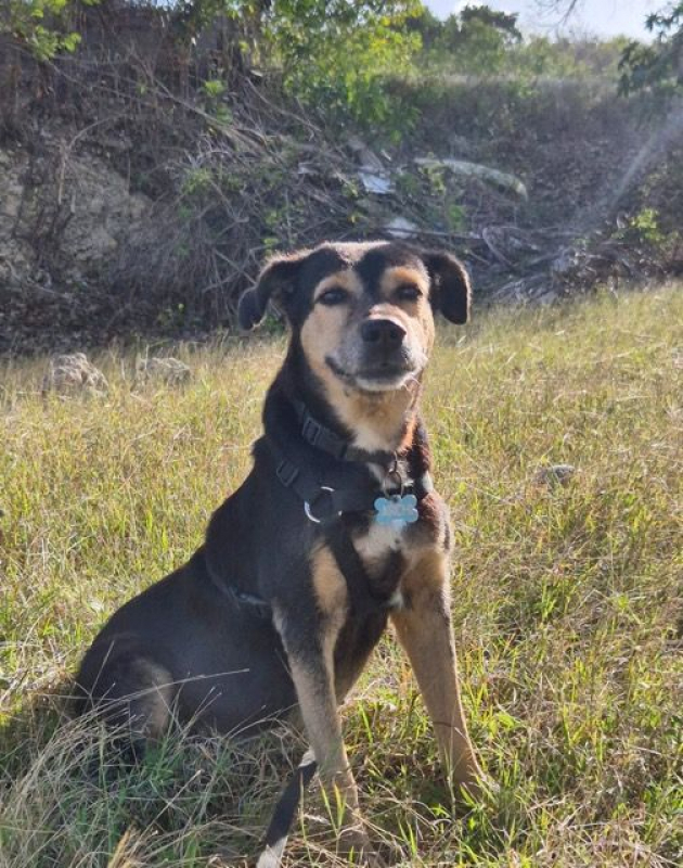 Photo #1 de BOLT,  Chien adulte Berger Créole - panier retraite