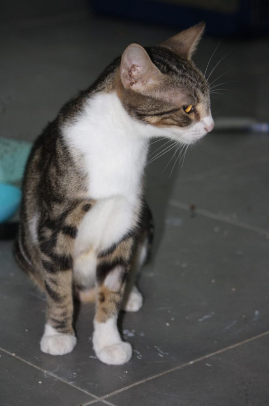 Photo #1 de BONBONETTE, chatte européenne adulte