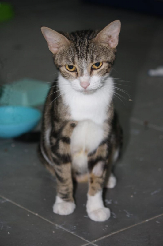 Photo #2 de BONBONETTE, chatte européenne adulte