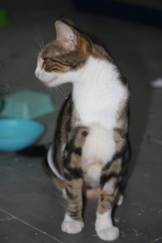 Photo #3 de BONBONETTE, chatte européenne adulte