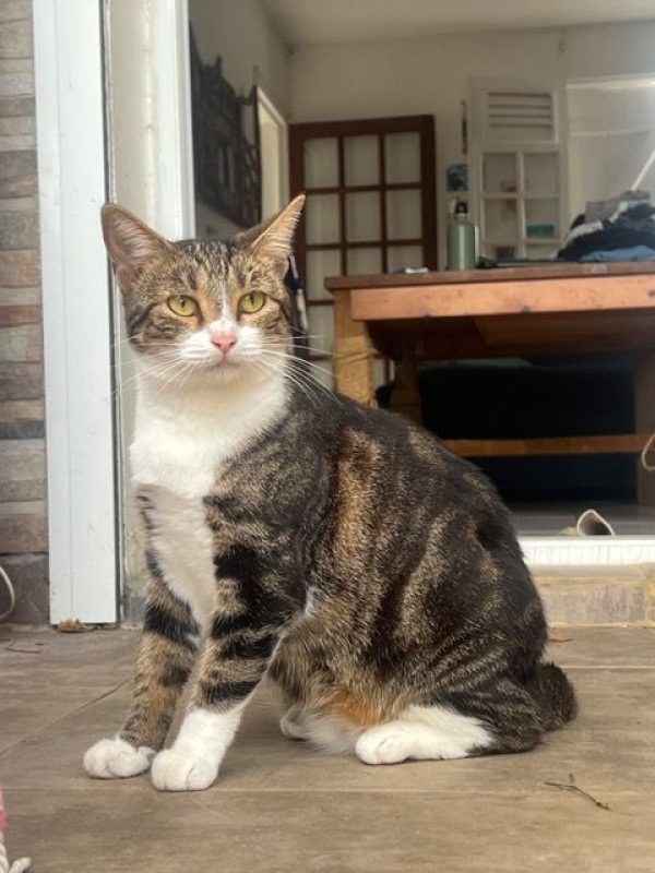 BONBONETTE - Chat à adopter - photo 3