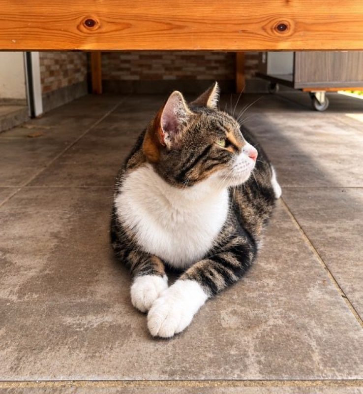 BONBONETTE - Chat à adopter - photo 5
