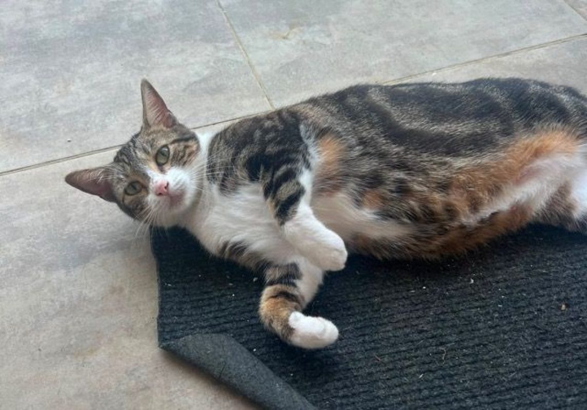 BONBONETTE - Chat à adopter