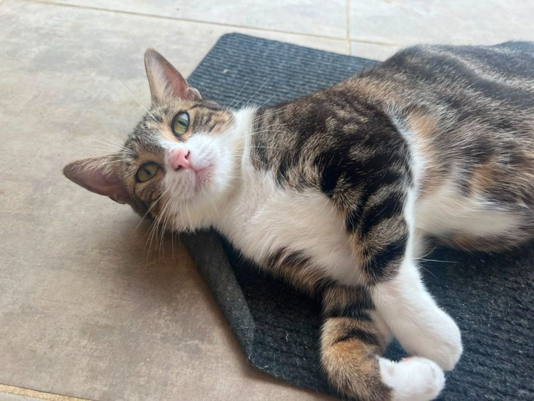 BONBONETTE - Chat à adopter - photo 6